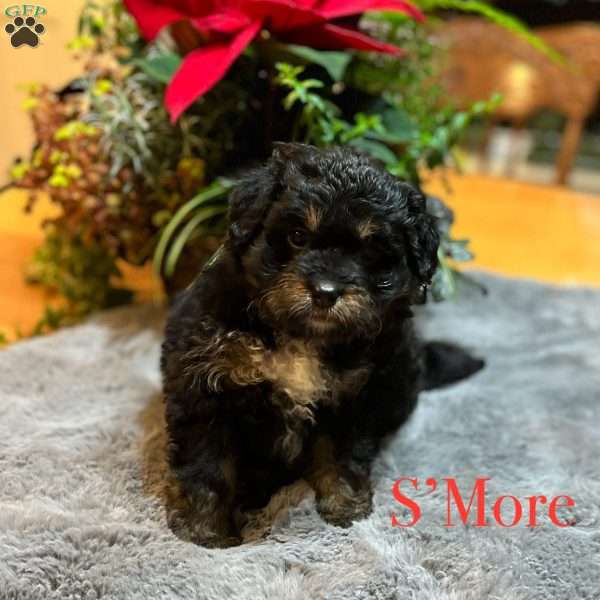 S’More, Aussiedoodle Puppy